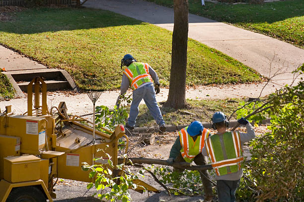 Trusted Shorewood Tower Hills Harbert, MI Tree Service Experts